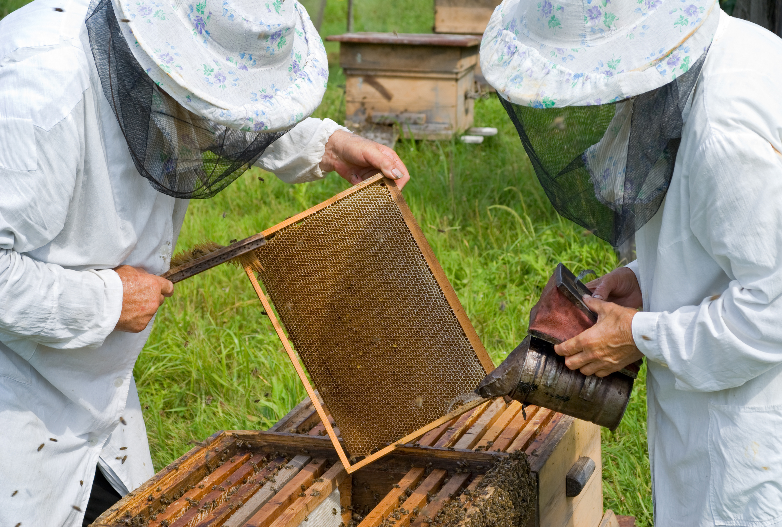 Beekeepers