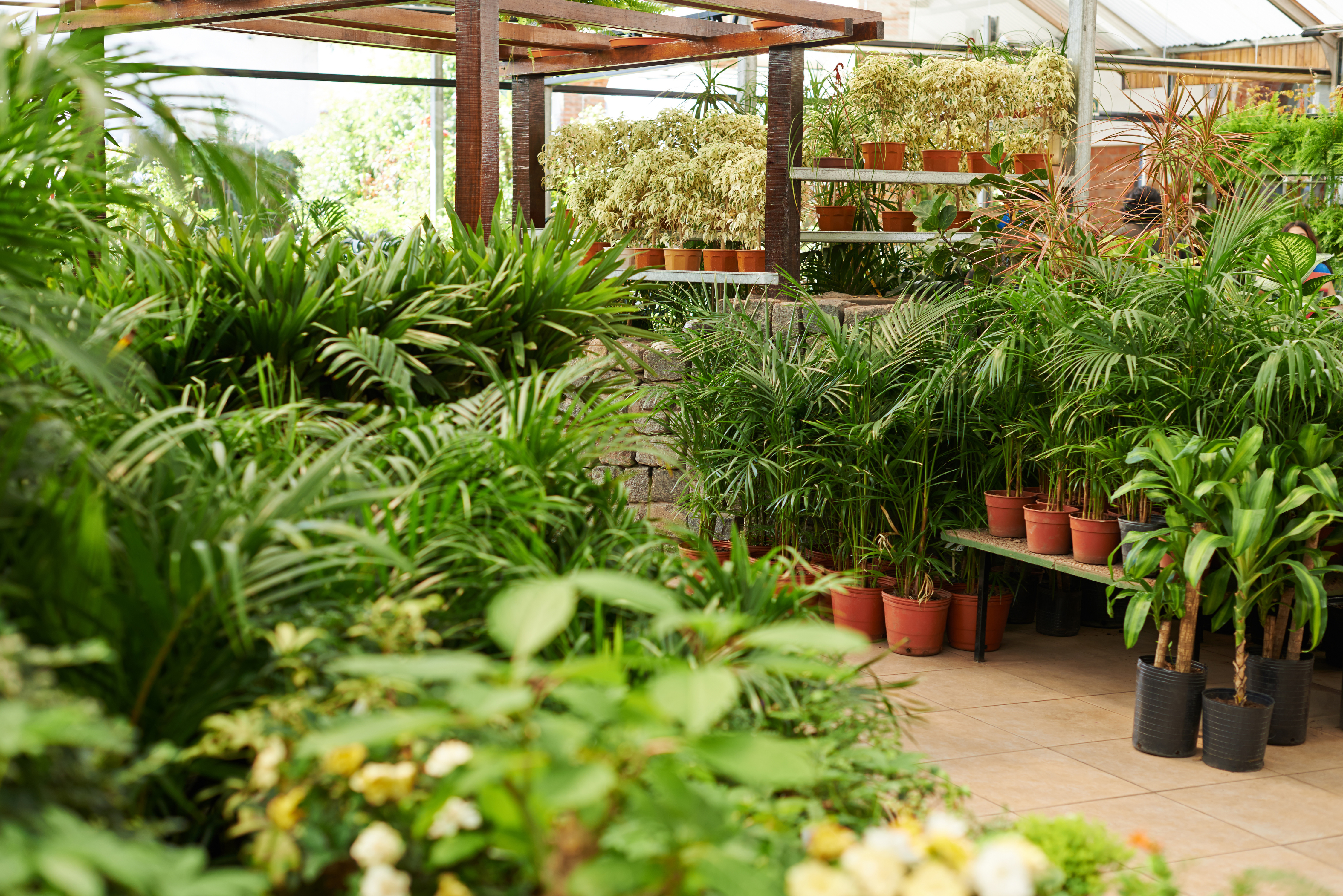 Plants in Nursery Shop